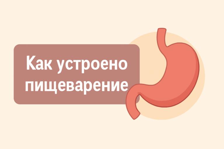 Пищеварение